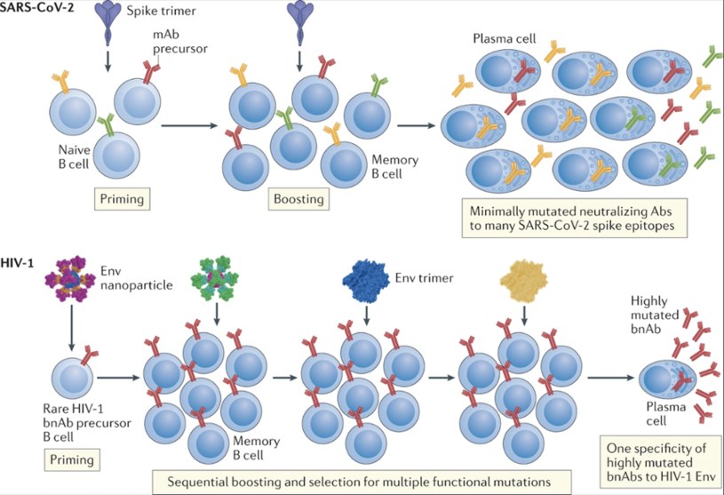 Różnice w działaniu szczepionek chroniących przed SARS-CoV-2 i HIV-1 /Fot. Science /materiały prasowe