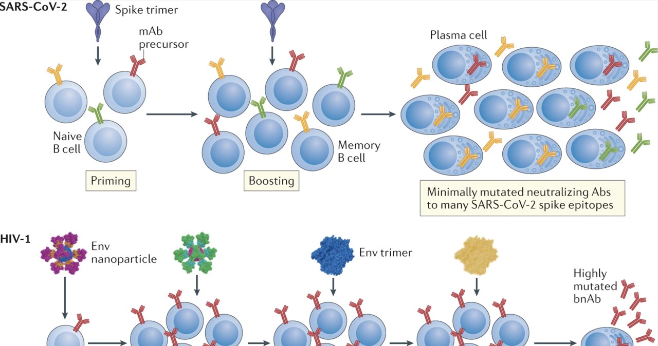 Różnice w działaniu szczepionek chroniących przed SARS-CoV-2 i HIV-1 /Fot. Science /materiały prasowe