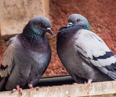 Roznoszą choroby i niemiłosiernie brudzą. Zastosuj trik, by omijały balkon i parapet