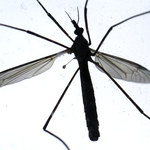 Roznoszące niebezpieczne choroby komary sieją postrach w Holandii