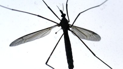 Roznoszące niebezpieczne choroby komary sieją postrach w Holandii