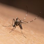 Wirusy Roznoszony przez komary wirus atakuje Francję i Włochy