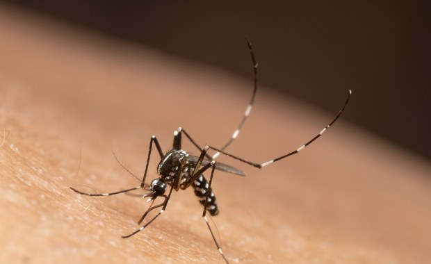 Roznoszony przez komary wirus atakuje Francję i Włochy