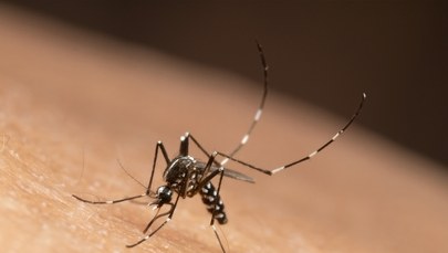 Roznoszony przez komary wirus atakuje Francję i Włochy