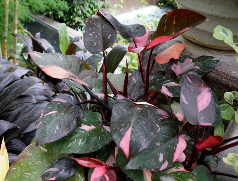 "Różowa księżniczka" philodendron pink princess stała się ulubienicą użytkowników Instagrama /123RF/PICSEL