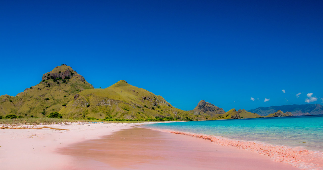 Różowa plaża na wyspie Komodo przyciąga wielu turystów. /123RF/PICSEL