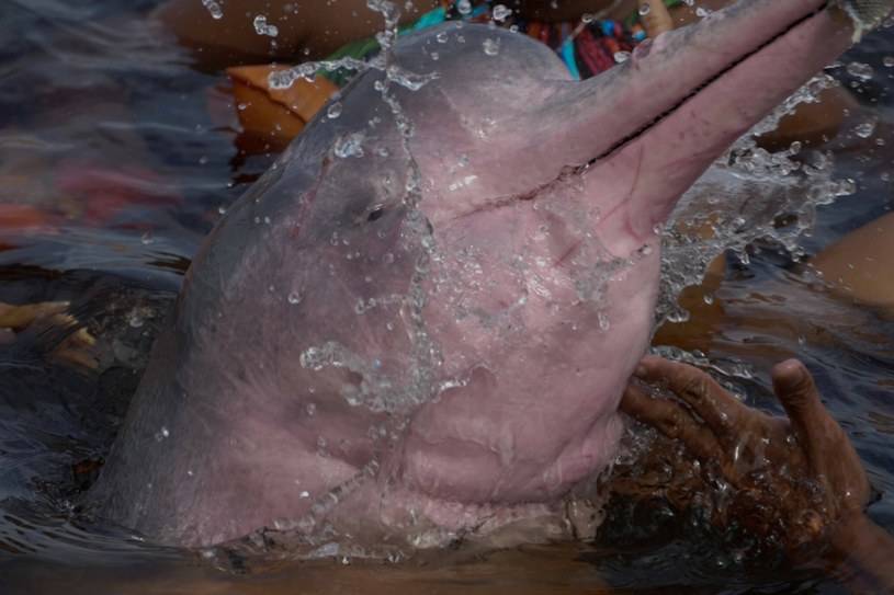 Różowe delfiny, jak widać, istnieją /Sandro Pereira via www.imago-images.de/Imago Stock and People/Ea /East News