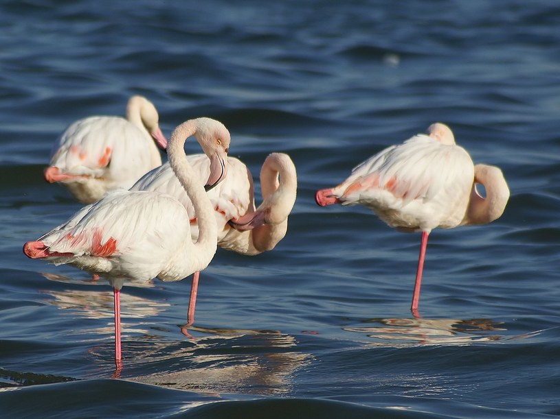 Różowe flamingi podobnie jak ludzie używają makijażu /Hans Hillewaert /Wikimedia
