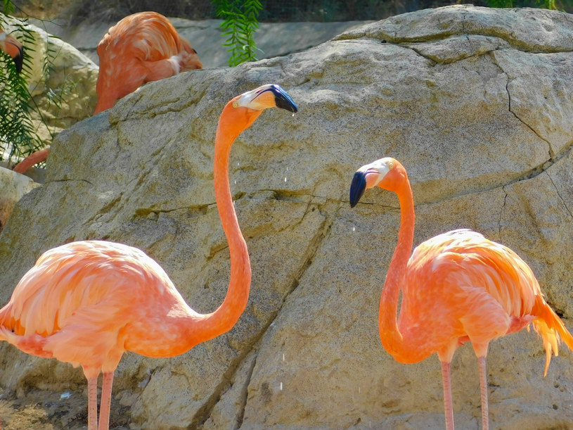 Różowe flamingi w tunezyjskim ZOO /Adam Staśkiewicz /East News