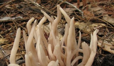 Różowy "grzyb wróżek" zdobywa Europę. Pojawił się w nowym miejscu