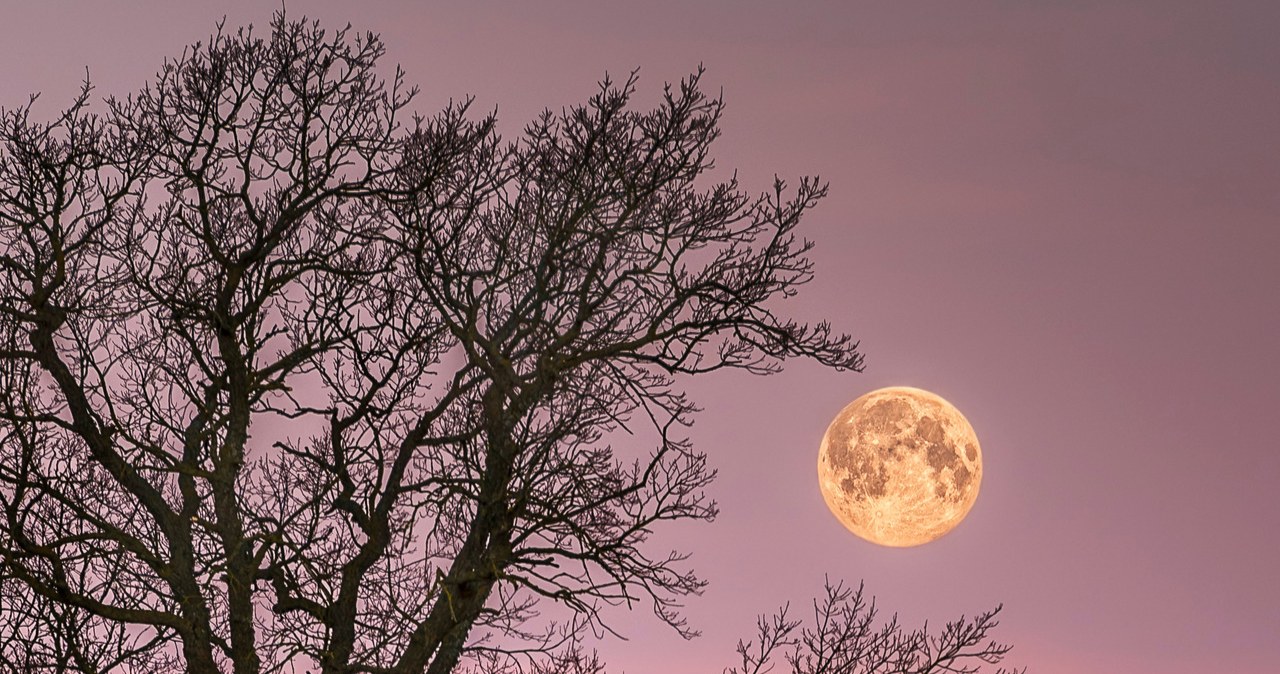 Różowy Księżyc zapowiada Wielkanoc oraz wiosnę /123RF/PICSEL