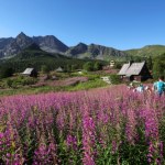 Różowy spektakl. Hala Gąsienicowa tonie w kwiatach ZDJĘCIA