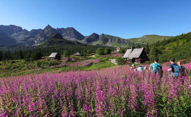 Różowy spektakl. Hala Gąsienicowa tonie w kwiatach ZDJĘCIA