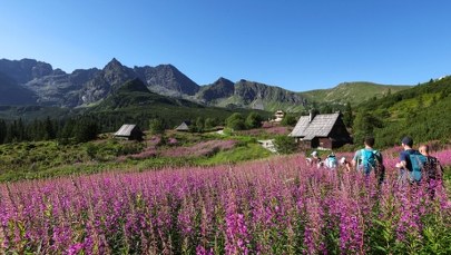 Różowy spektakl. Hala Gąsienicowa tonie w kwiatach ZDJĘCIA