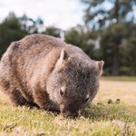 Rozpacz w Australii. Choroba zaatakowała symbol kraju, umiera 100 proc.