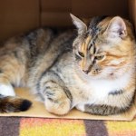 karton Rozpakowałeś paczkę, a kot już w pudełku? Eksperci zdradzają sekrety