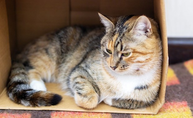 Rozpakowałeś paczkę, a kot już w pudełku? Eksperci zdradzają sekrety