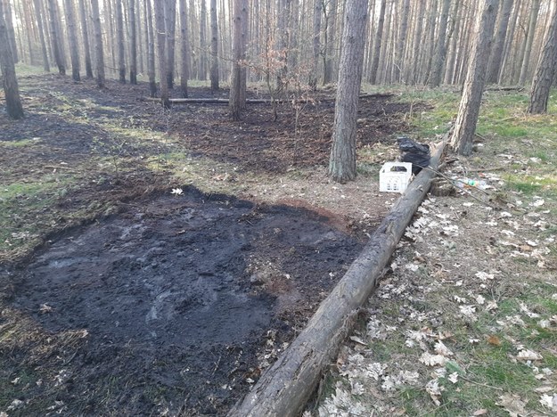Rozpalone nielegalnie ognisko w środku lasu doprowadziło do pożaru. /Zakład Usług Komunalnych w Szczecinie /