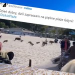 ​Rozpędzone stado dzików w Gdyni. Plażowicze uciekali w popłochu