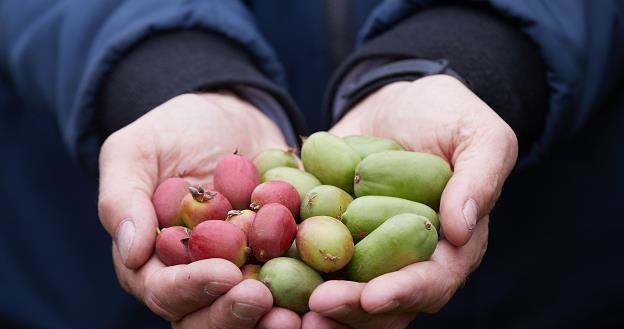 Rozpoczął się sezon na minikiwi. Źródło: Centrum Prasowe PAP /