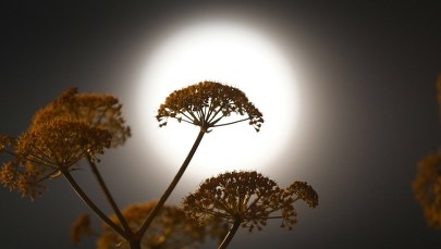 Rozpoczęła się astronomiczna wiosna. Potrwa do 21 czerwca