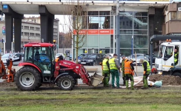 Rozpoczęło się sadzenie klonów przy al. Korfantego w Katowicach