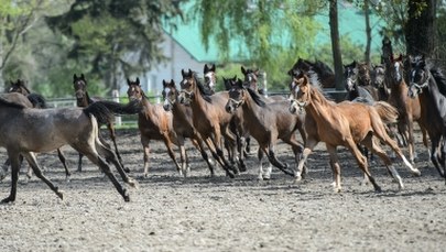 Rozpoczęło się Święto Konia Arabskiego w Janowie Podlaskim