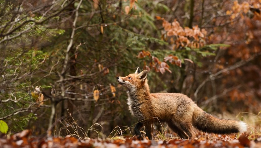 Rozpoczyna się akcja szczepienia lisów w woj. świętokrzyskim