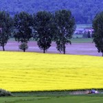 Rozporządzenie w sprawie monitoringu oleju rzepakowego - gotowe