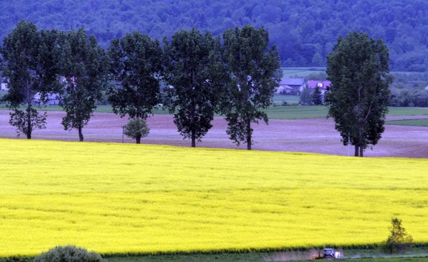 Rozporządzenie w sprawie monitoringu oleju rzepakowego - gotowe