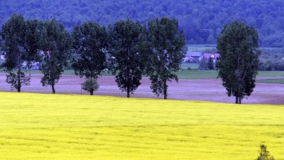 Rozporządzenie w sprawie monitoringu oleju rzepakowego - gotowe