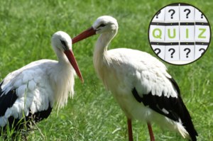 Rozpoznasz gatunki ptaków po zdjęciach? Quiz dla prawdziwych ornitologów!