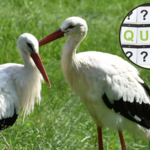 Rozpoznasz gatunki ptaków po zdjęciach? Quiz dla prawdziwych ornitologów!