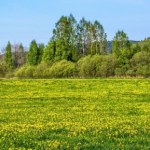 Rozpoznasz wiosnę na zdjęciu? Quiz dla prawdziwych przyrodników