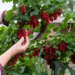 Rozpuść i wlej pod porzeczki w marcu. Owoce ledwo zmieszczą się na krzaczku