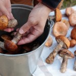 robaki Rozpuść w wodzie i zanurz grzyby. Tak szybko usuniesz robaki i piasek