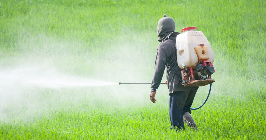 Rozpylanie pestycydów na polu ryżowym /123RF/PICSEL