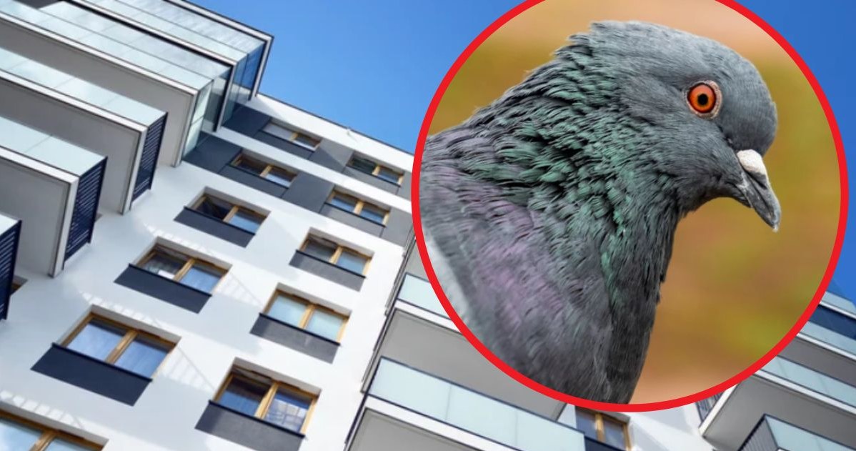 Rozpylenie intensywnego zapachu na balkonie może odstraszyć gołębie /123RF/PICSEL