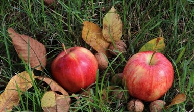 Розсипте під фруктовими деревами в листопаді. Вони виростуть здоровішими та міцнішими