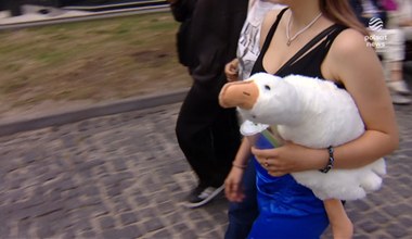 Rozsławił ją tiktoker. Pluszowa gęś Pipa hitem sprzedaży
