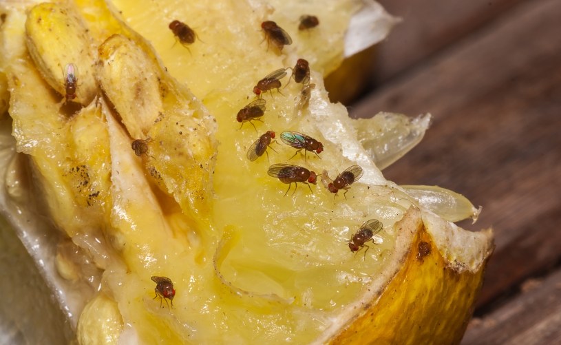 Rozstaw po domu. Muszki owocówki nie lubią tego zapachu