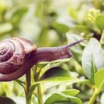 Rozsyp to w ogródku. Ślimaki nie odważą się do niego wejść