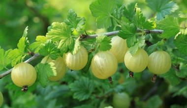 Rozsyp w marcu pod agrestem. Latem będziesz mieć zatrzęsienie owoców