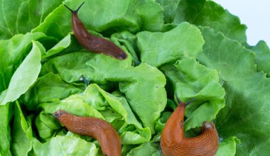 Rozsypuję w marcu na grządkach. Pomidory rosną jak szalone, a ślimaki znikają
