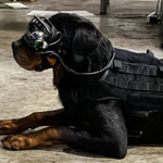 Rozszerzona rzeczywistość dla psów - takie rozwiązanie testuje US Army