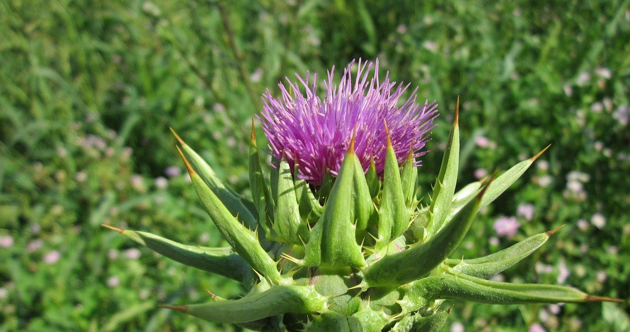 Розторопша - рослина родини айстрових, відома своїми корисними властивостями /pixabay.com