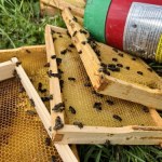 Roztrzaskał ule w ogrodzie pałacowym w Wilanowie. Policja szuka sprawcy