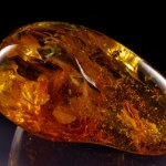 Rozwiercili bursztyn z Antarktydy. W środku było coś zaskakującego