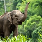 RPA: Słoń podniósł kłami samochód pełen turystów [NAGRANIE]