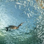 Rtęć w oceanach. Analiza krwi 11 tys. ptaków morskich pokazuje zagrożenie